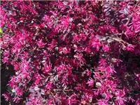 e99a0ba8-20170410 Ri loropetalum.jpg